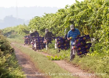$Picking and boxing grapes from the vines - 2.webp