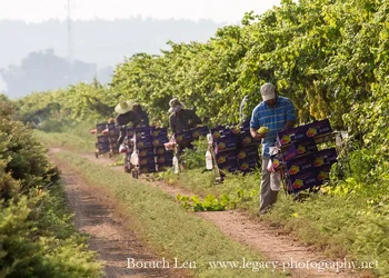$Picking and boxing grapes from the vines - 3.webp
