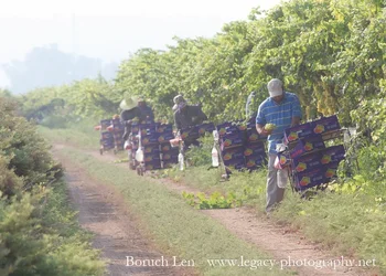 $Picking and boxing grapes from the vines - hazy sunlight.webp