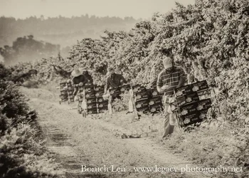 $Picking and boxing grapes from the vines - Sepia.webp