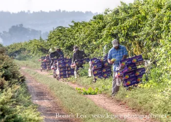 $Picking and boxing grapes from the vines.webp