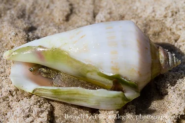 $Conch - Eye of a Sea Snail - full shell - sharper.webp