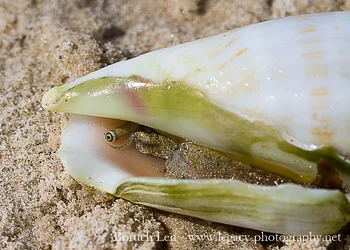 $Conch - Eye of a Sea Snail - half shell - sharper.webp