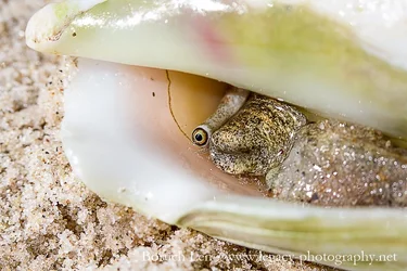 $Conch - Eye of a Sea Snail - macro - sharper.webp