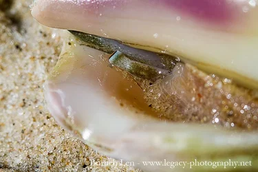 $Conch - Side view - Eye of a Sea Snail - macro - sharper.webp $Conch - Side view - Eye of a Sea Snail - macro - sharper.webp