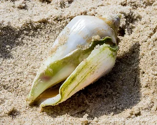 $Conch shell on the sandy beach - sharper.webp