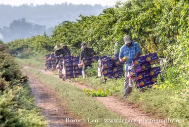 $Picking and boxing grapes from the vines -sky  cropped.webp