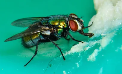 $Fly eating Tuna.small.webp