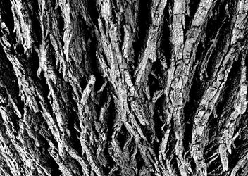 $IMG_1367 (B&W) final1.webp