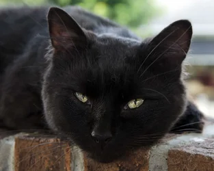$Black cat.small.webp