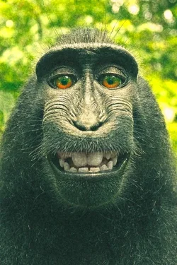 $selfie.webp