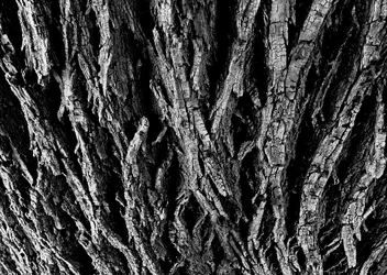 $IMG_1367 (B&W2).webp