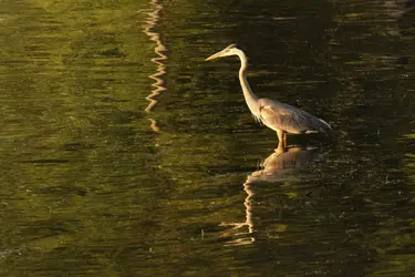 $Heron fishing at sunset_1657.webp