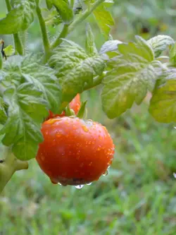 $Wet Tomato.small.webp