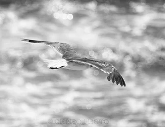 $Just-Cruising-bw.webp