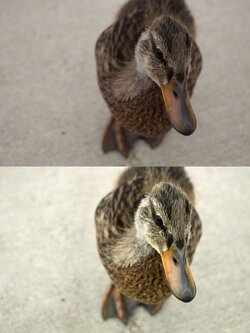 $duck.jpg