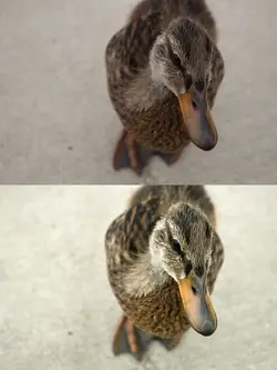 $duck.webp