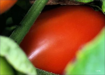$tomato crop.webp