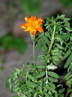 $flower 3.webp
