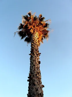 $palm tree 1.webp $palm tree 1.webp