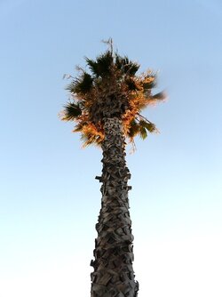 $palm tree 2.JPG