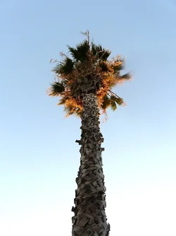 $palm tree 2.webp $palm tree 2.webp