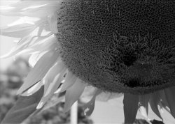 $Sunflower 1.jpg