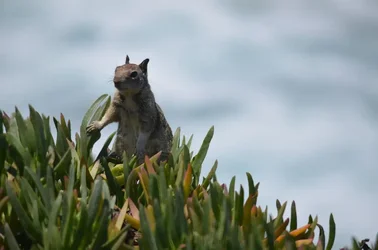 $squirrel at LaJolla.webp