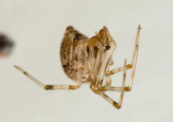 $little spider-2.webp