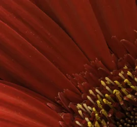 $redflower.webp $redflower.webp