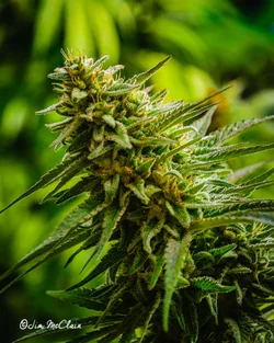 $almost-harvest1408-11.webp