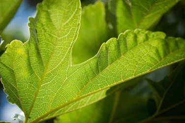 $greenleafdetail2 (1 of 1).webp