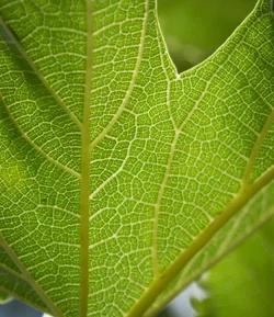 $greenleafdetail (1 of 1).webp