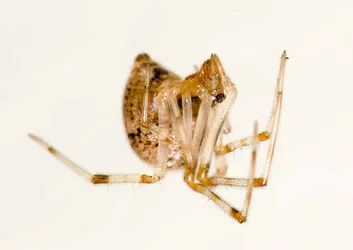 $little spider-6.webp