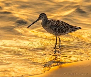 $Dunlin-Doings.webp