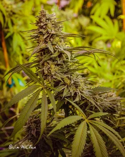 $almost-harvest1408-18-x1080.webp $almost-harvest1408-18-x1080.webp