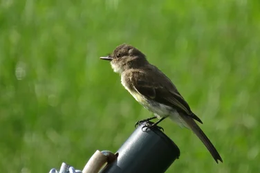 $BYBird.webp