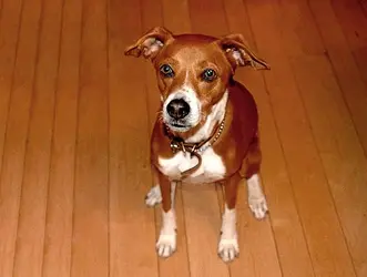 $82982d1409074439-color-correct-my-late-dogs-eyes-glowing-green-photo-favorite-phoebe.webp