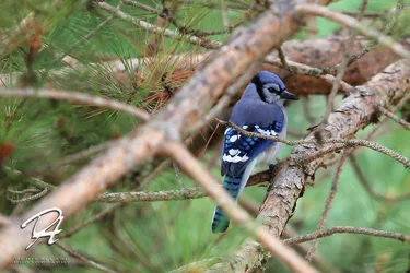 $BlueJay1.webp