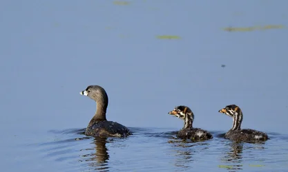 $Pie-Billed Grebe and Young.webp