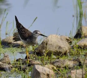 $Lesser Yellow Legs.webp