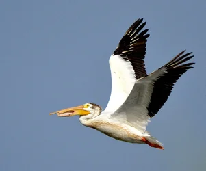 $Pelican.webp