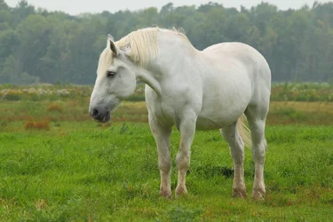 $White horse_2015.webp $White horse_2015.webp