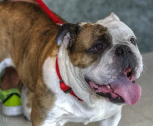 $D7100 #3 Vet-Dogs HD1b-Cropped.webp