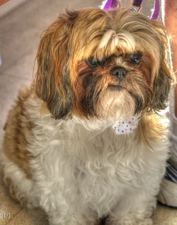 $D7100 #3 Vet-Dogs HD2a-Cropped.webp