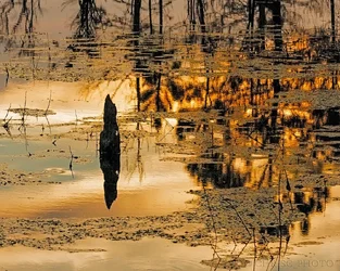 $Goodnight,-Pogo,-See-You-in-the-Morning.webp
