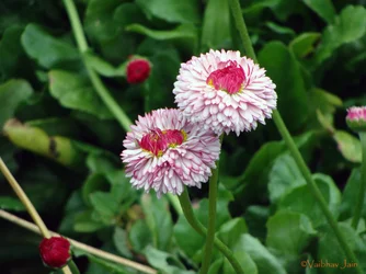 $flower5.webp