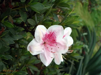 $flower7.webp