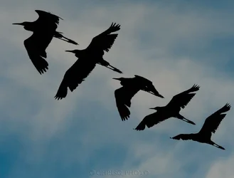$Night-Flight.webp