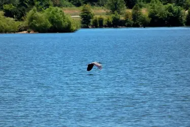 $FlyingCrane.webp